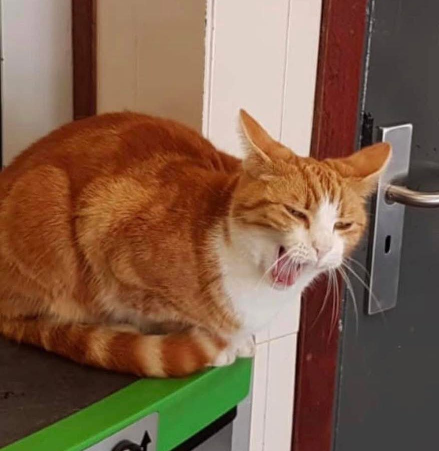 George The Stourbridge Junction Station Cat tweet media