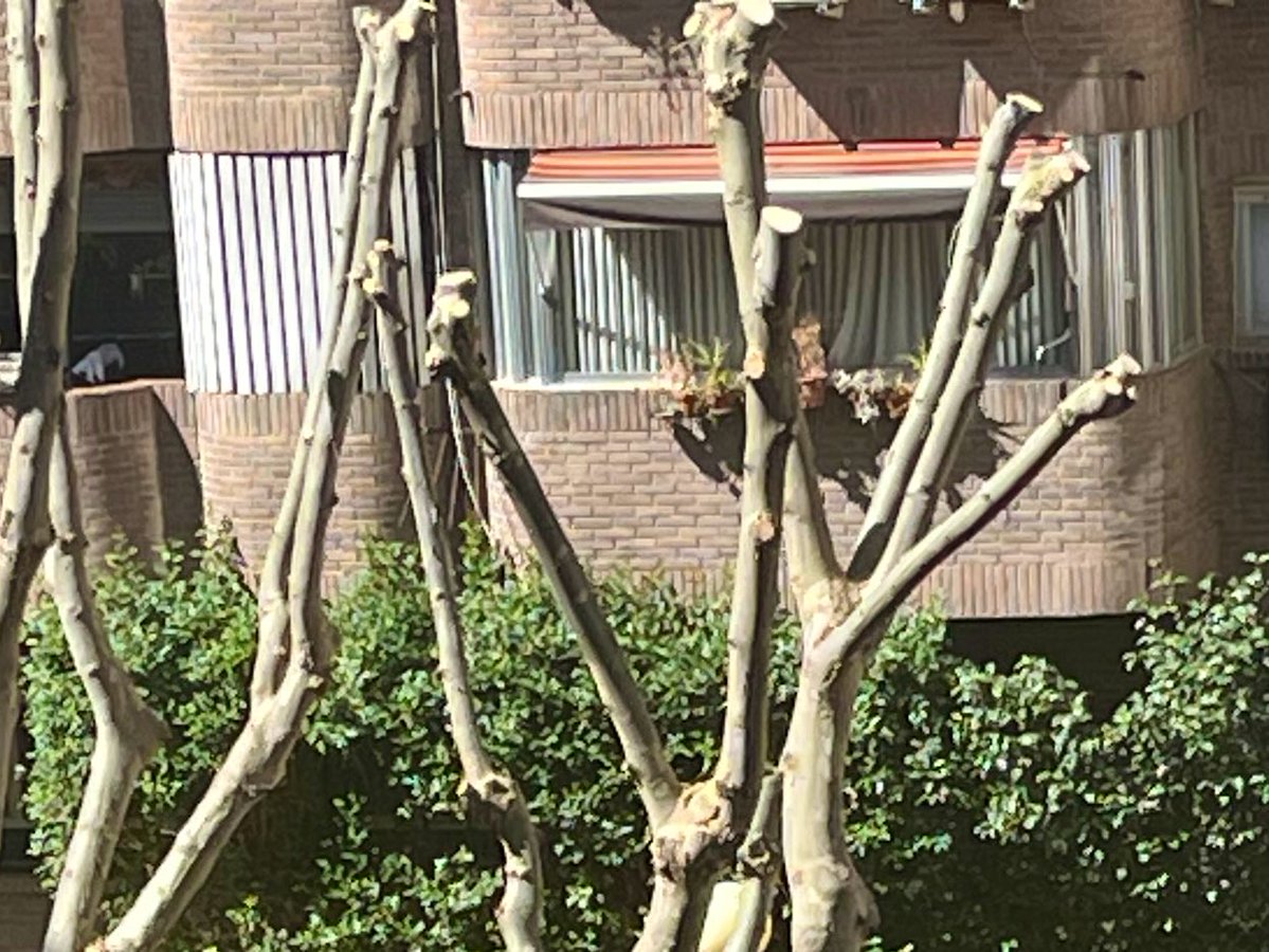 Rosa M. Tristán tweet media