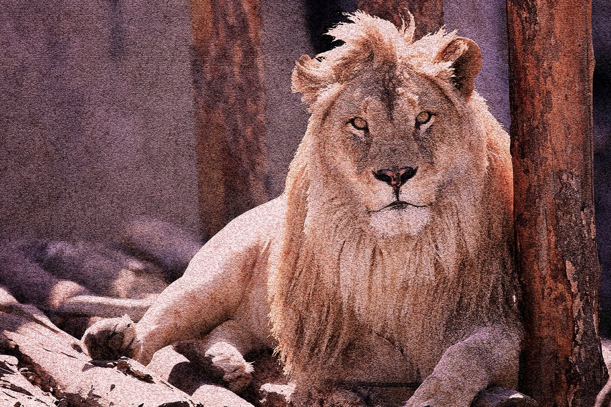 kasem_sleem's tweet photo. From a photograph to an illustration. My latest edit of a lion, with a deeply textured and surreal style.

PC: Timothy Blake via Unsplash / Edit: Me

#DigitalArt #PhotoEditing #PhotoTransformation #ArtEdit #SurrealArt #TexturedArt #LionArt #WildLife #CreativeProcess #ArtCommunity https://t.co/eWDi1CX2fG