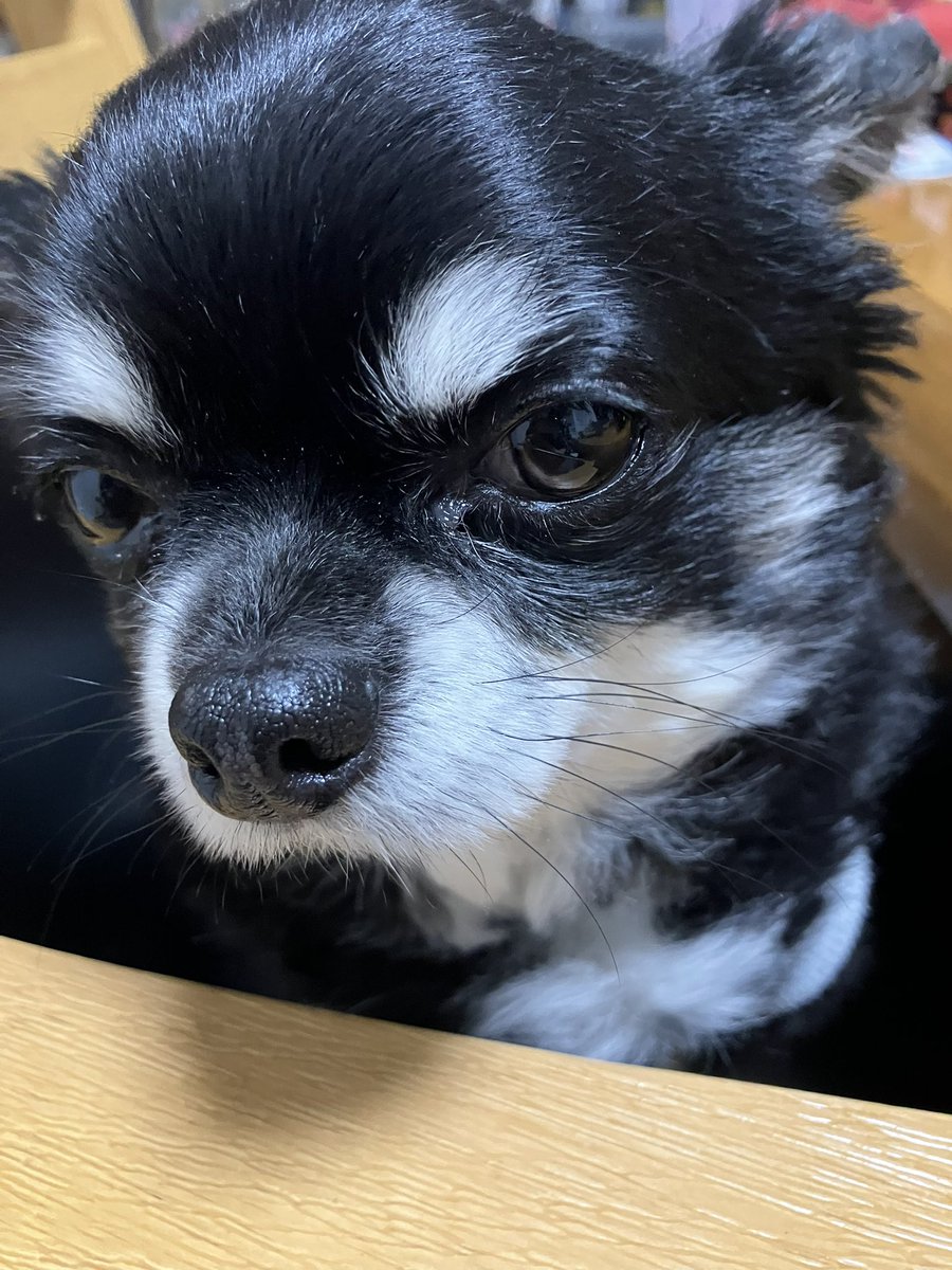 魔術師コロサイ tweet media