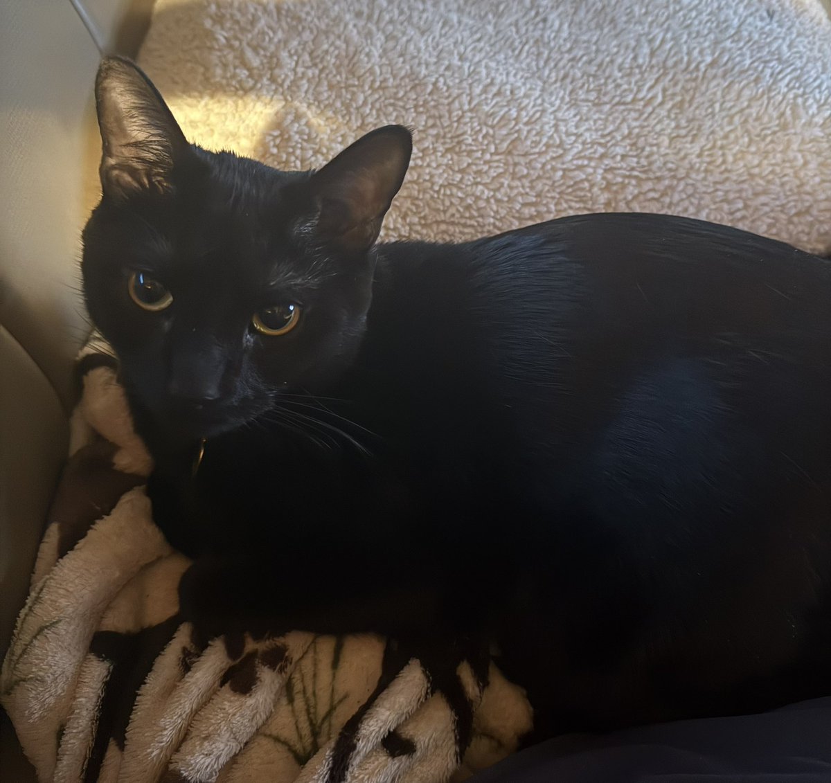 Illustrious Sir JJ 🇺🇸🇺🇸🇺🇸 tweet media