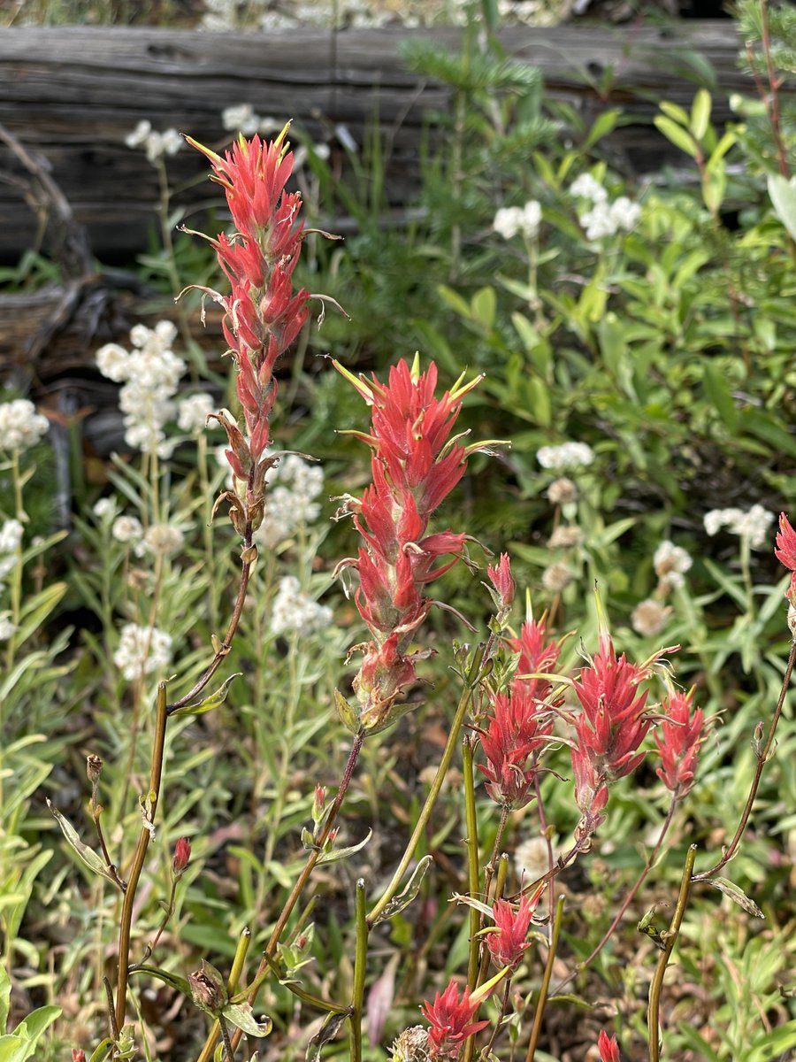 Lyle Lewis tweet media