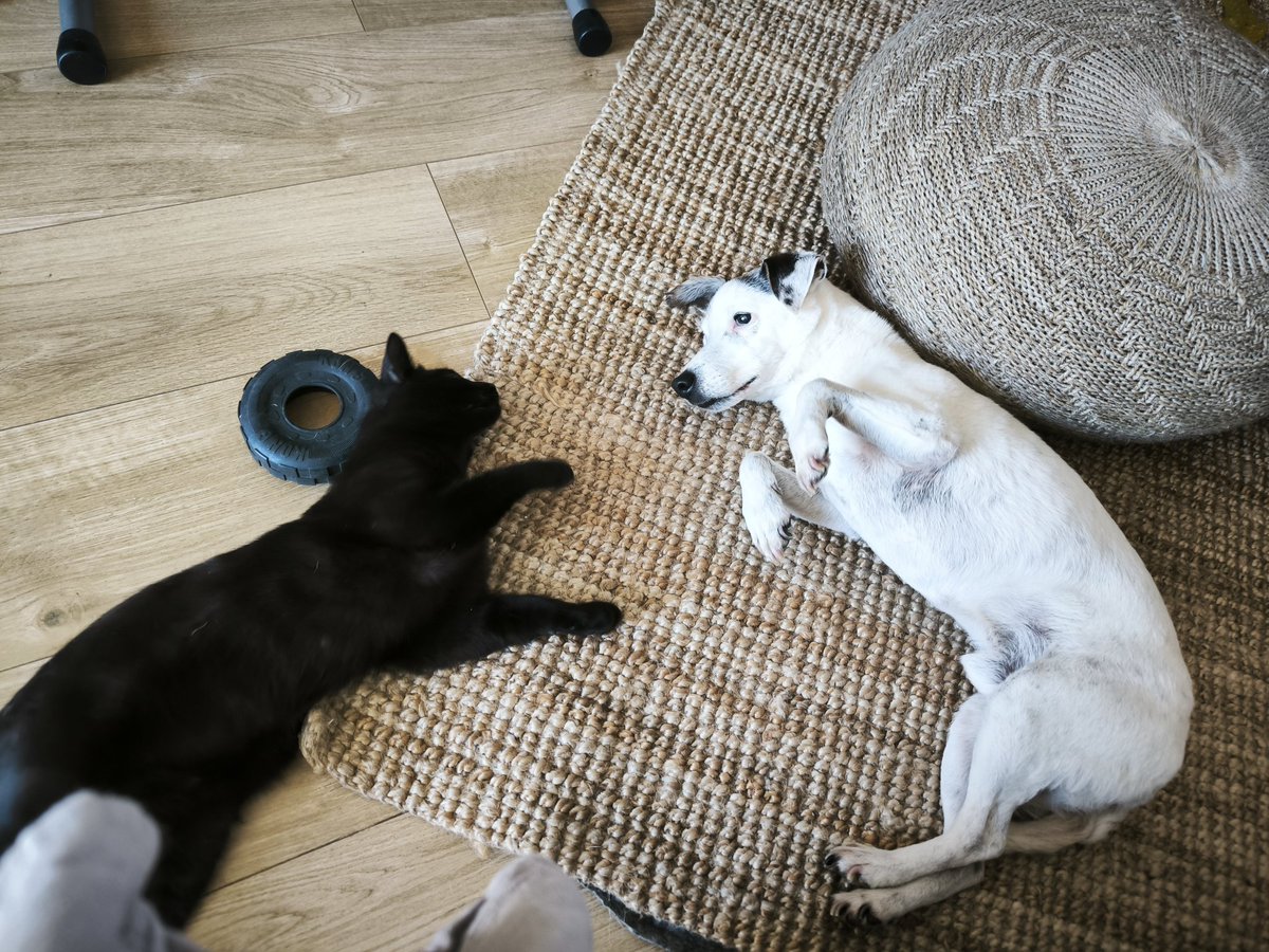 izu 🍎 tweet media