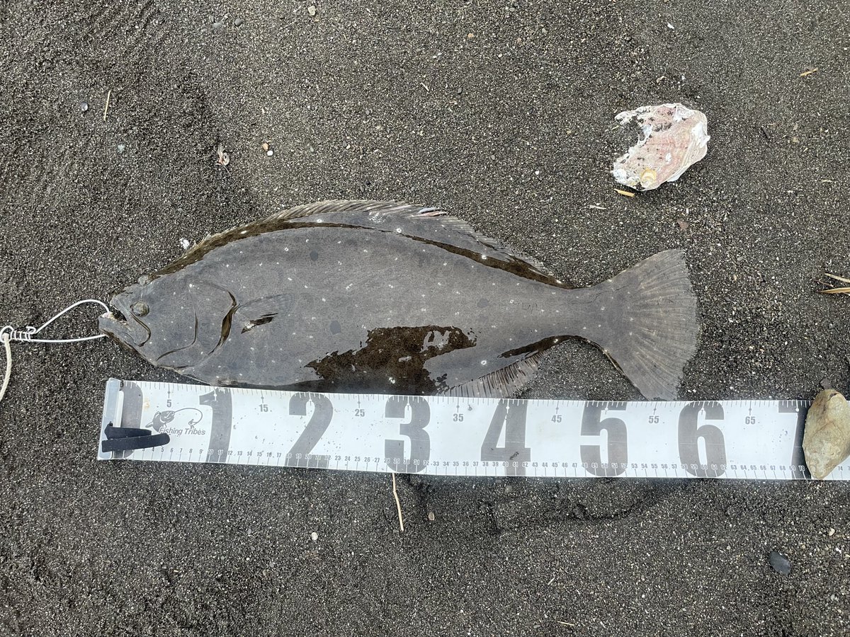 エン⭐︎ガワ@サーフ🎣 tweet media