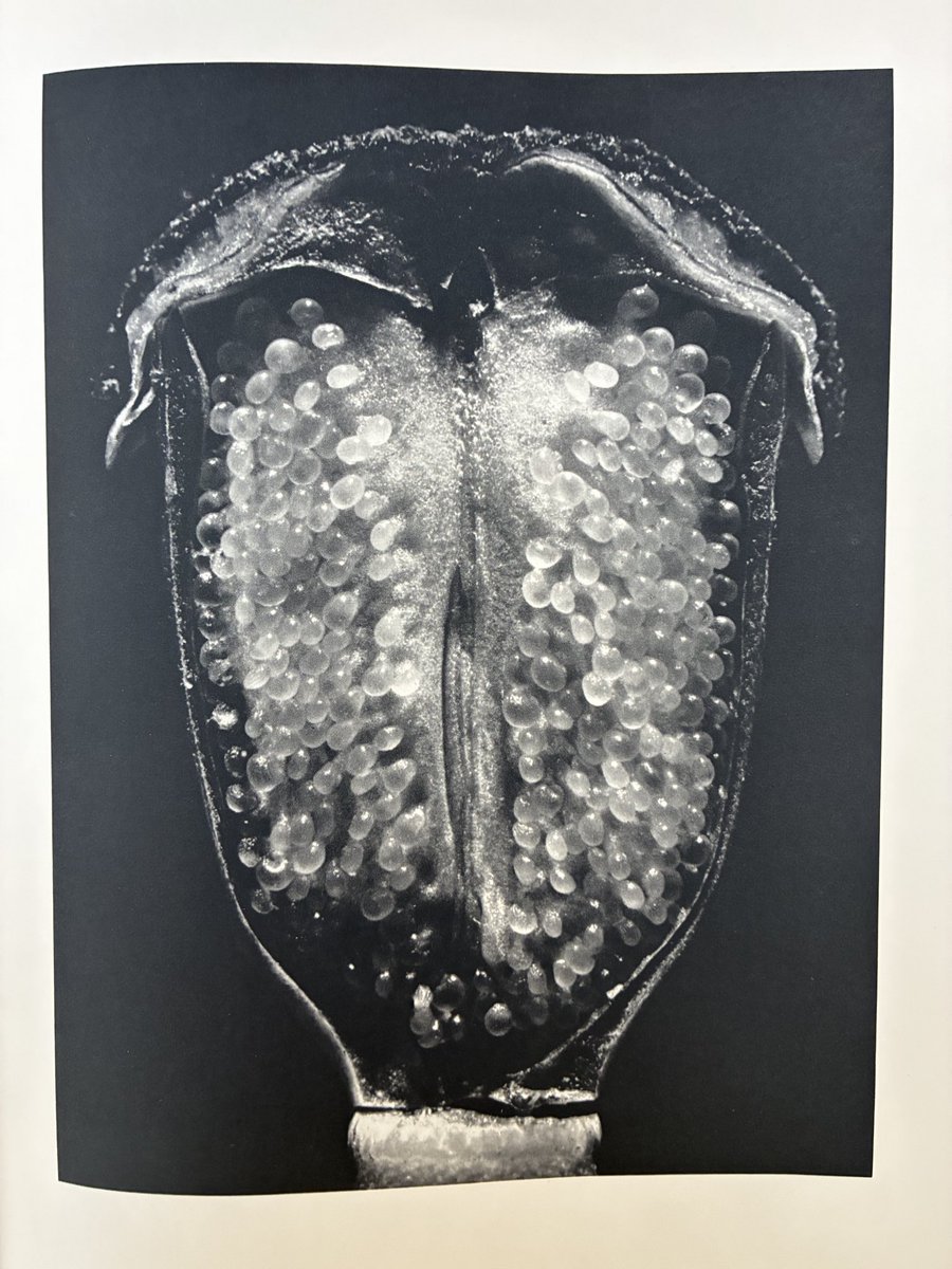 Hans Monasso tweet media