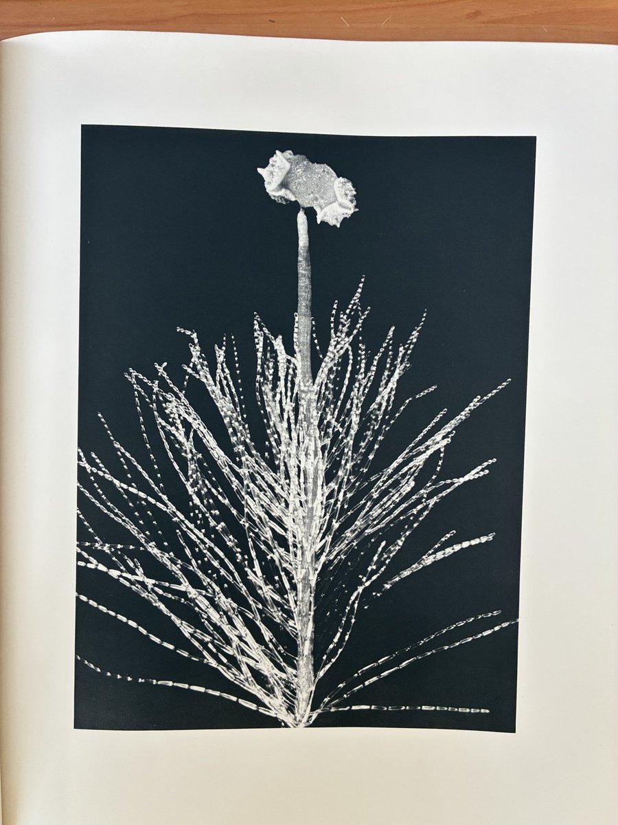 Hans Monasso tweet media