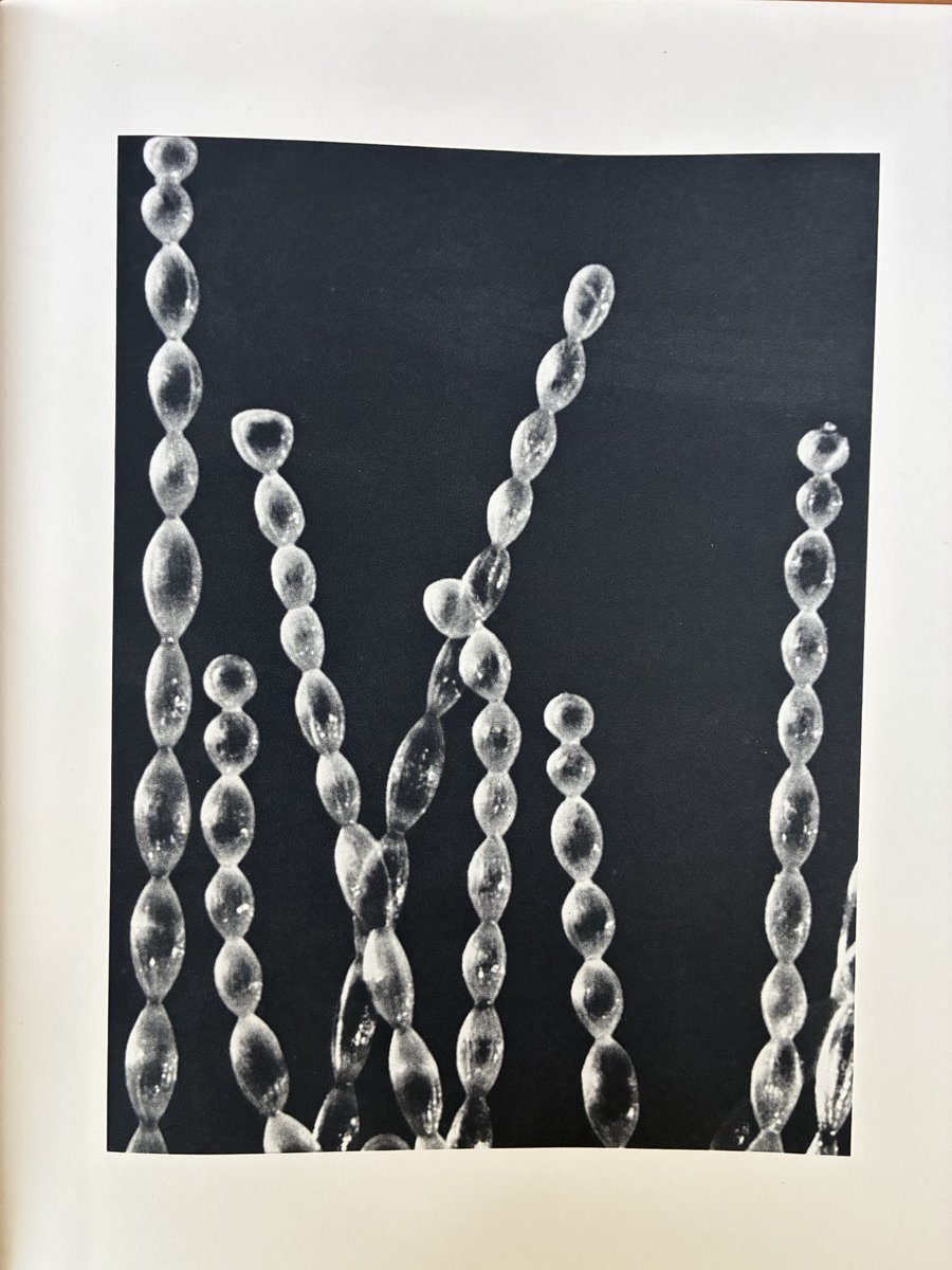 Hans Monasso tweet media