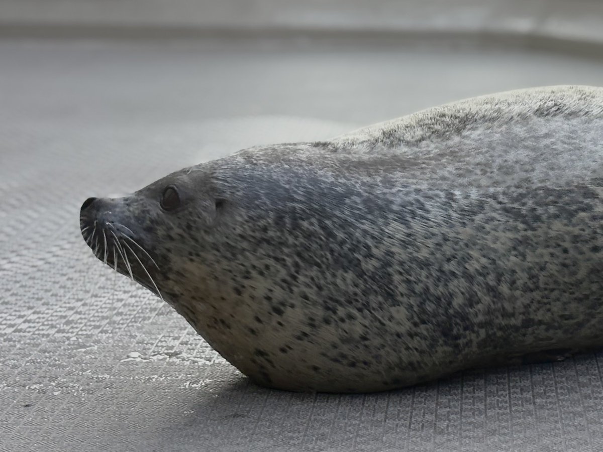 置き物 tweet media