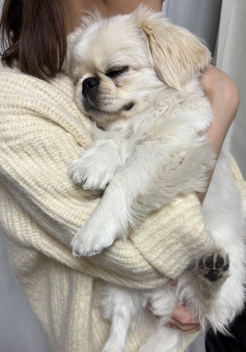 pucchopeki's tweet photo. ずっとついてきてふんふん言うから抱っこしたらこれ👶🏻ྀི https://t.co/4gOeK0Pi4h