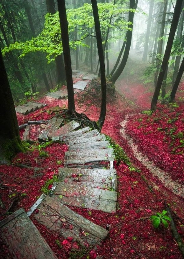 Earth Pictures tweet media