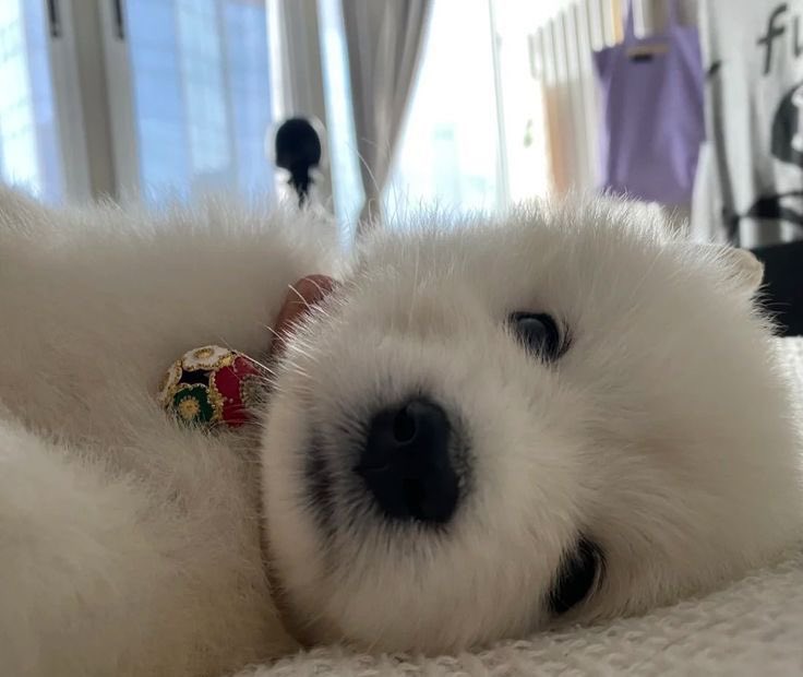 tyomateee2's tweet photo. 犬「よく眠れた？今日も頑張ろうワン」 https://t.co/GEuB6NI30Y