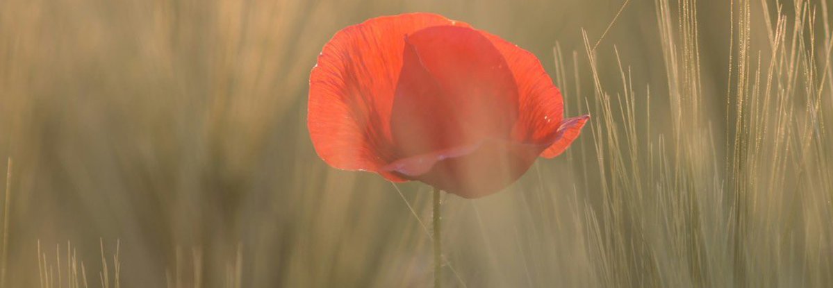 Fata Morgana Web tweet media