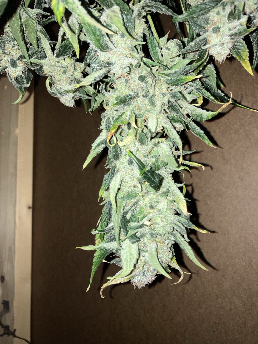 stinky hippie 🦨 tweet media