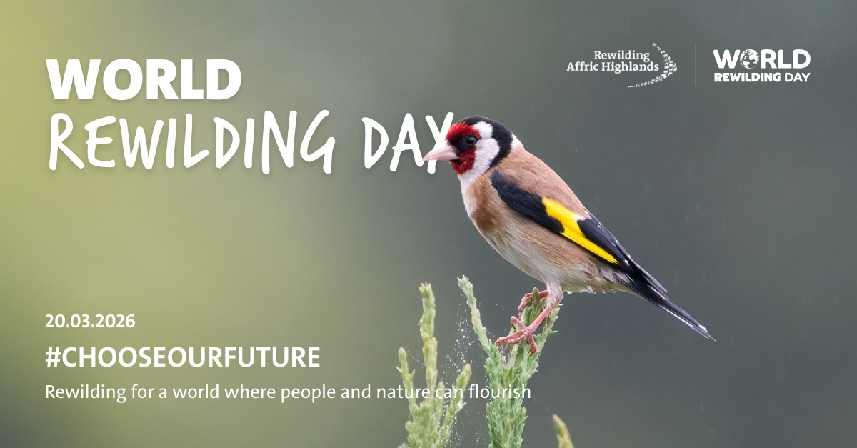 Rewilding Affric Highlands tweet media