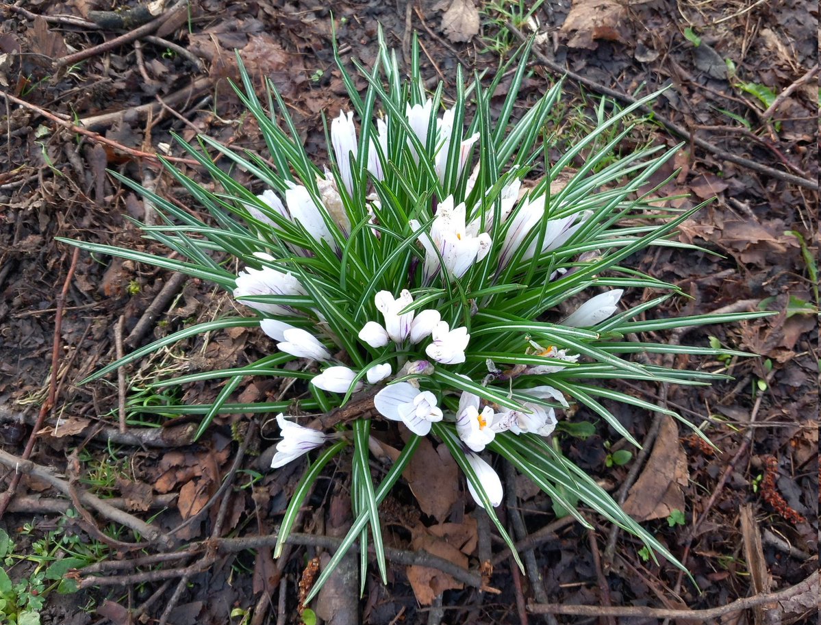 The Tourette's in my head tweet media