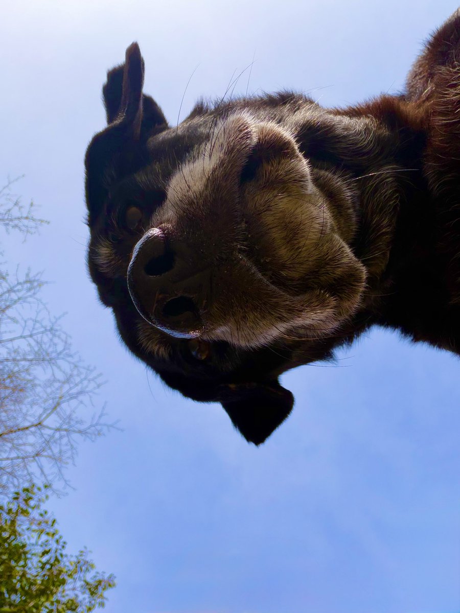 ๐ท๐๐๐๐๐ ๐ถ๐๐๐๐๐๐๐ ๐ก tweet media