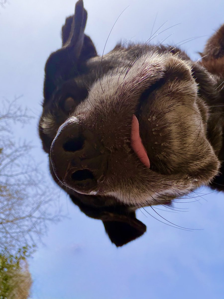 ๐ท๐๐๐๐๐ ๐ถ๐๐๐๐๐๐๐ ๐ก tweet media