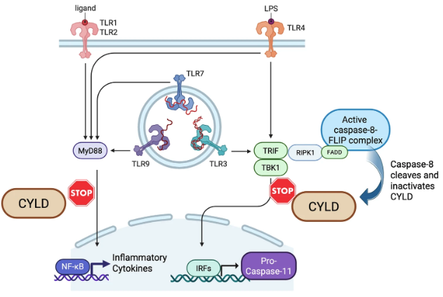 CDD press tweet media