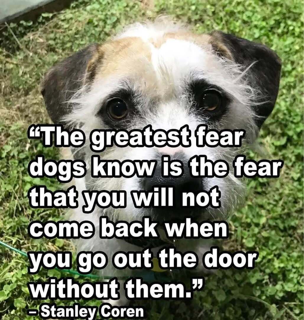 psworldwide's tweet photo. https://t.co/4w1iTLnd8L from #ILoveDogsandCanineCapers https://t.co/AmozoJ81df