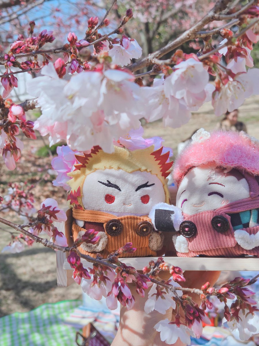 きこり🌸 tweet media