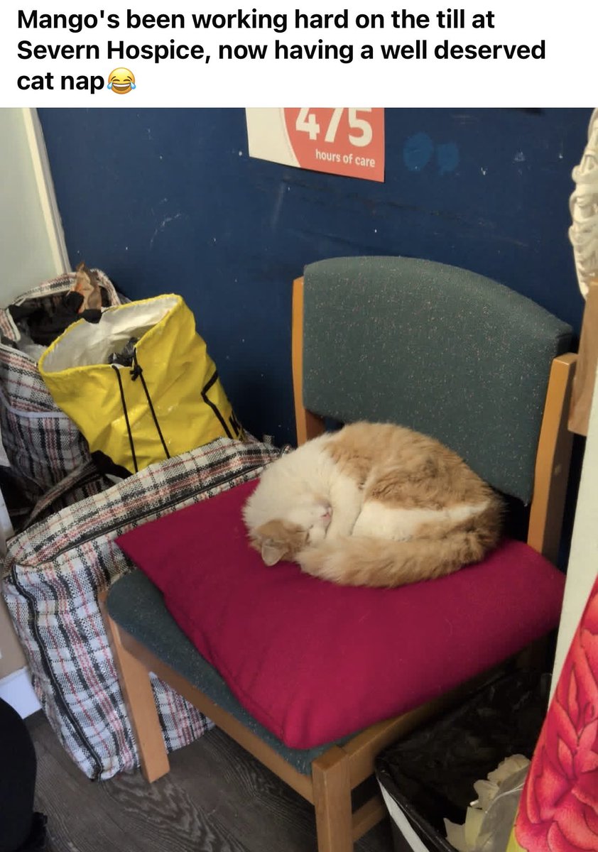 shroppiemon tweet media