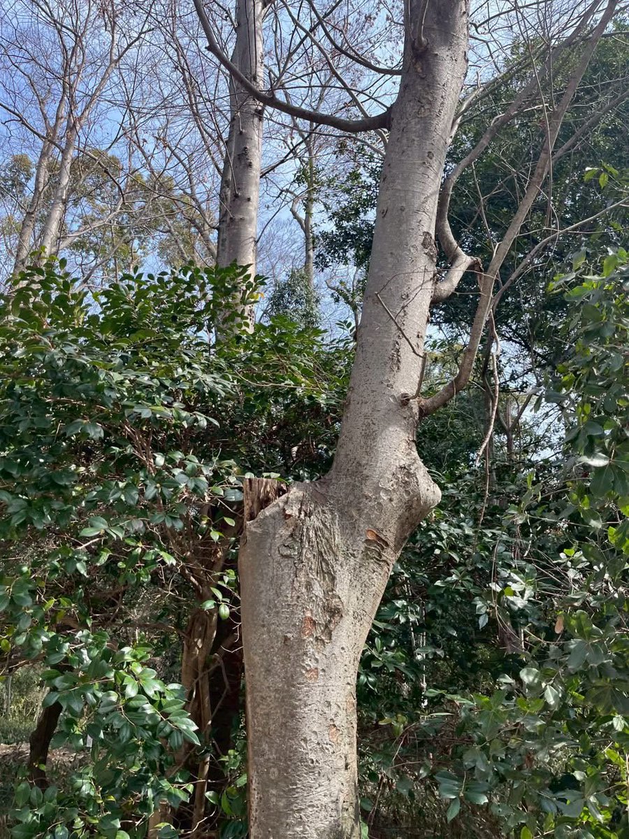 NPO法人 京都舞台芸術協会 tweet media