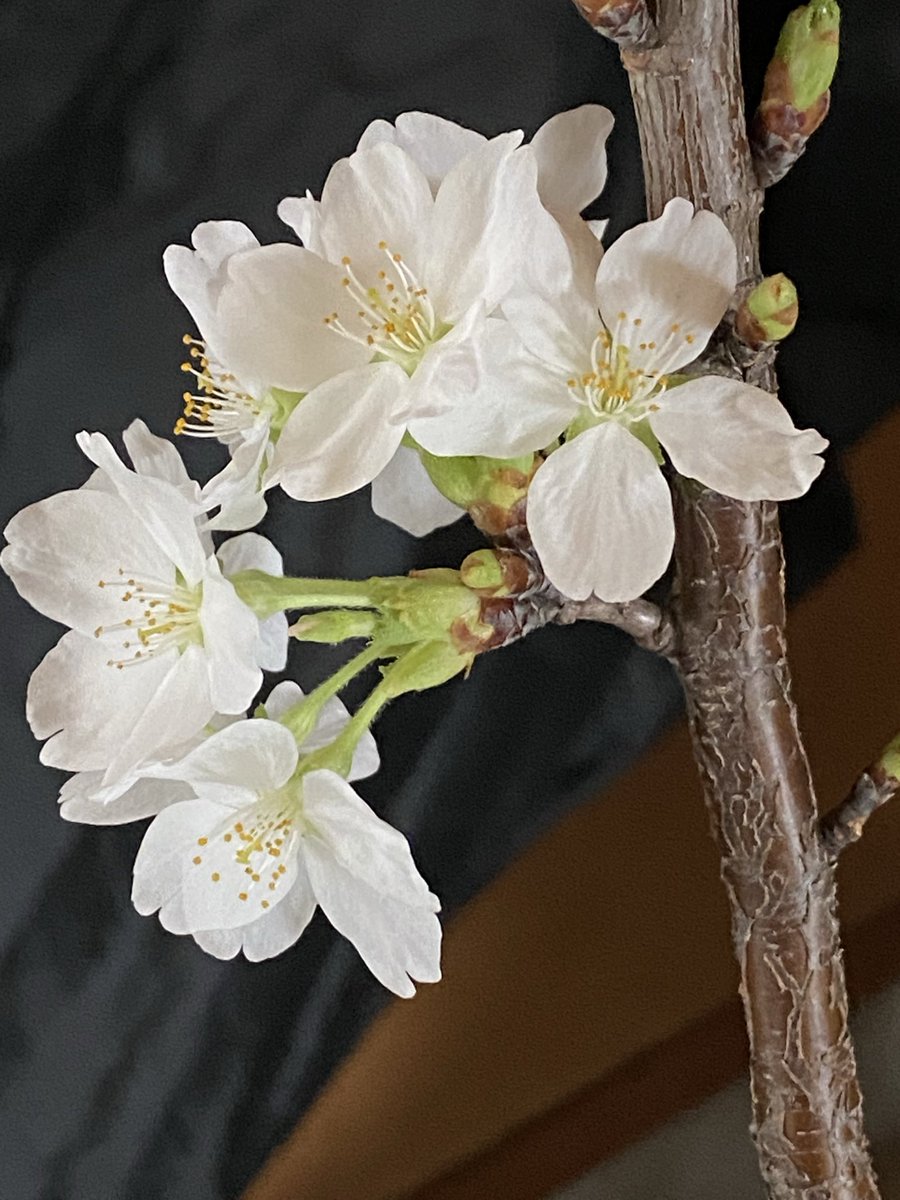 むつごろー tweet media