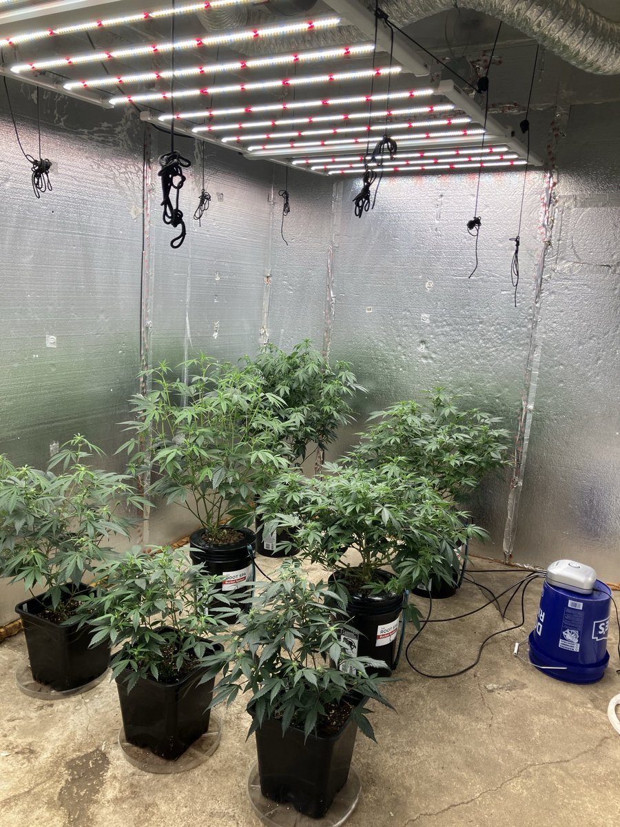 stinky hippie 🦨 tweet media