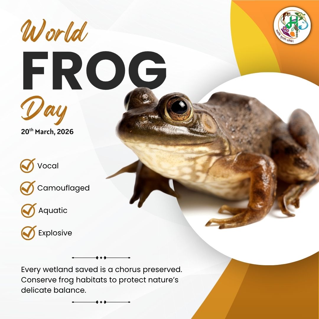 maharashtrasbb's tweet photo. On World Frog Day, Maharashtra State Biodiversity Board calls for urgent protection of wetlands, forests, and freshwater ecosystems that sustain our amphibian diversity. 

#WorldFrogDay #SaveFrogs #WetlandConservation #Amphibians #Biodiversity #Maharashtra #MSBB #EcosystemHealth https://t.co/Lm2kUI4JJU