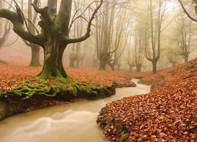 Un emboscado tweet media