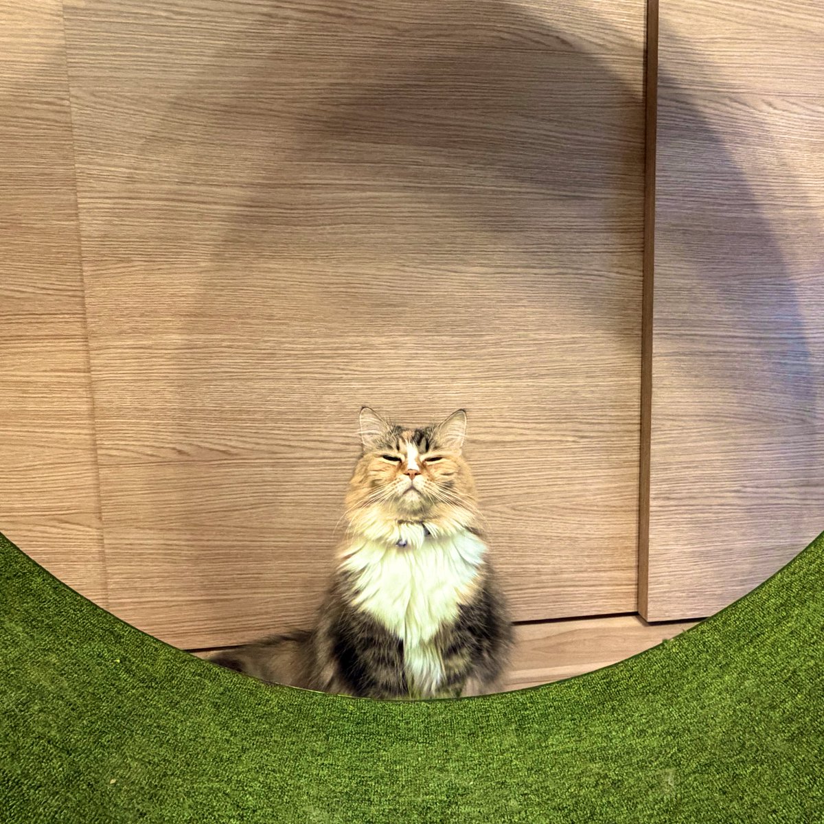 #これを見た人は好きな生き物を貼る