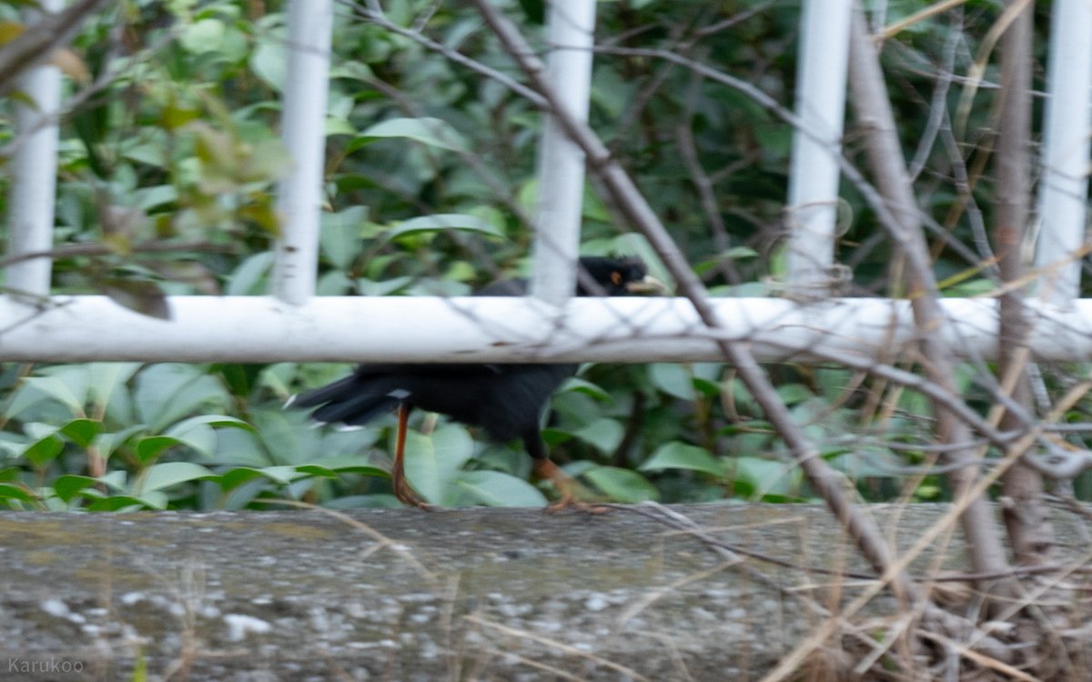 カルクウ tweet media