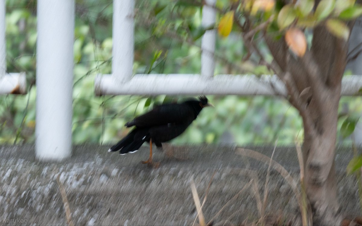 カルクウ tweet media