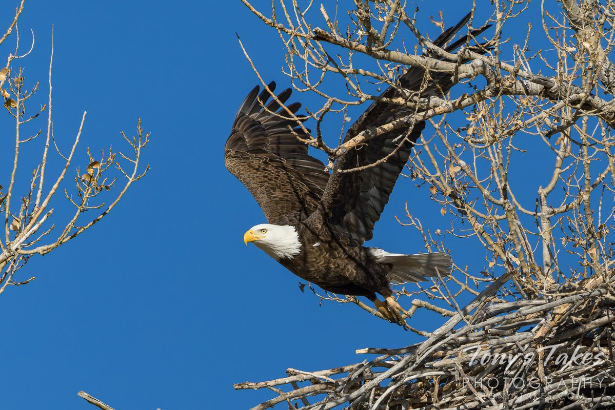 Tony's Takes tweet media