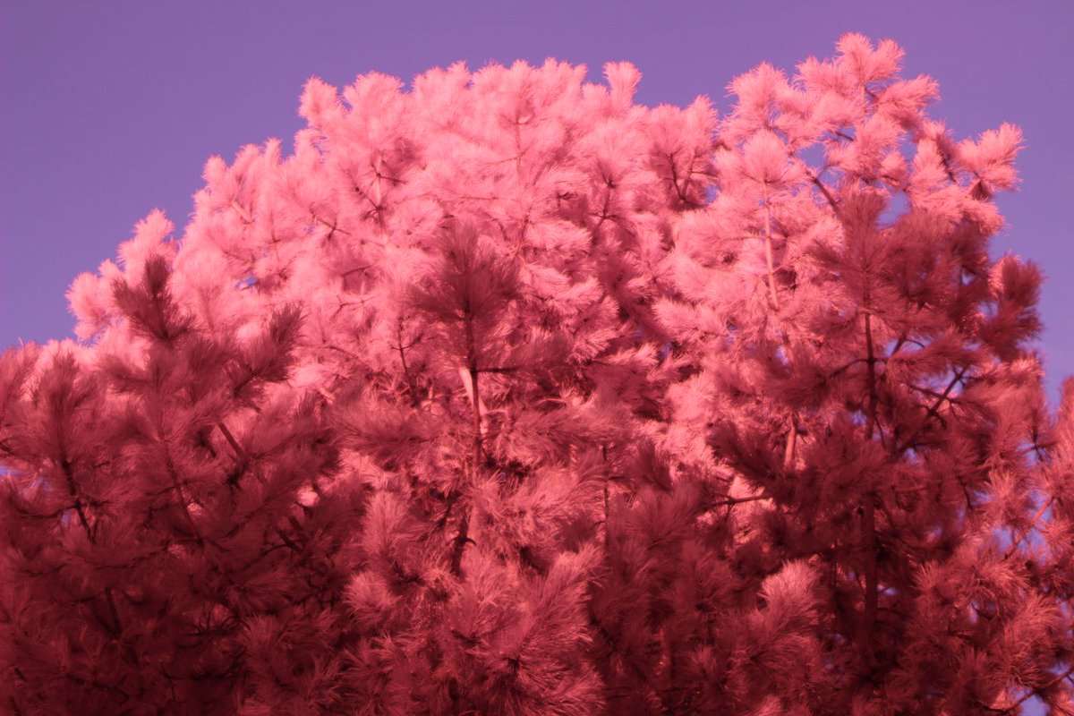 Camille Roux tweet media