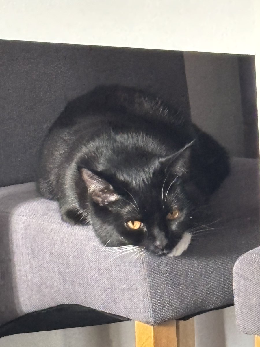 #Hedgewatch  it’s a lazy chair morning for me everypaw. Uncle is dismantling the chest of drawers that he built last weekend cos they sent the wrong drawer fronts and the drawers don’t close🙄🙄🙄 Nan Nan has a different one coming tomorrow 😬😹😹🐈‍⬛🐾🐾🦆🪿🐥🐊🐊🐊