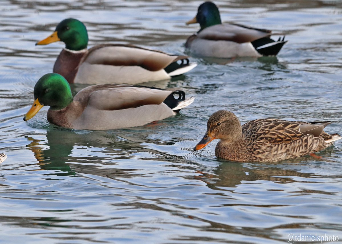 Terry Hlywka tweet media