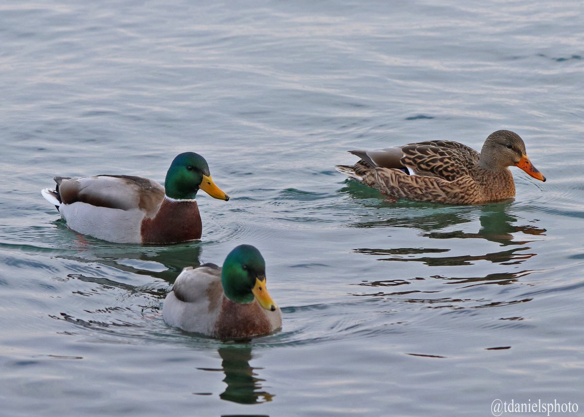 Terry Hlywka tweet media