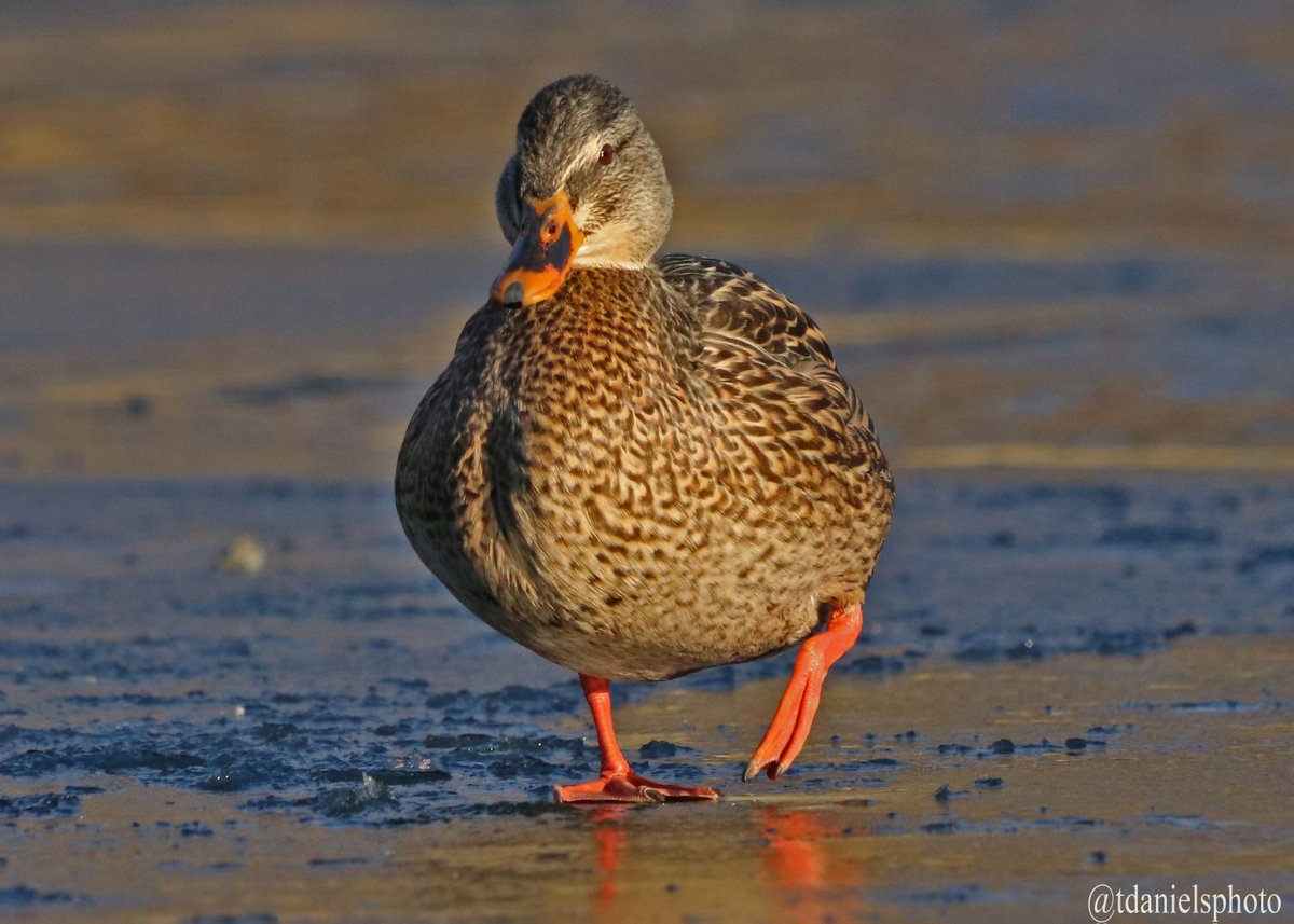 Terry Hlywka tweet media