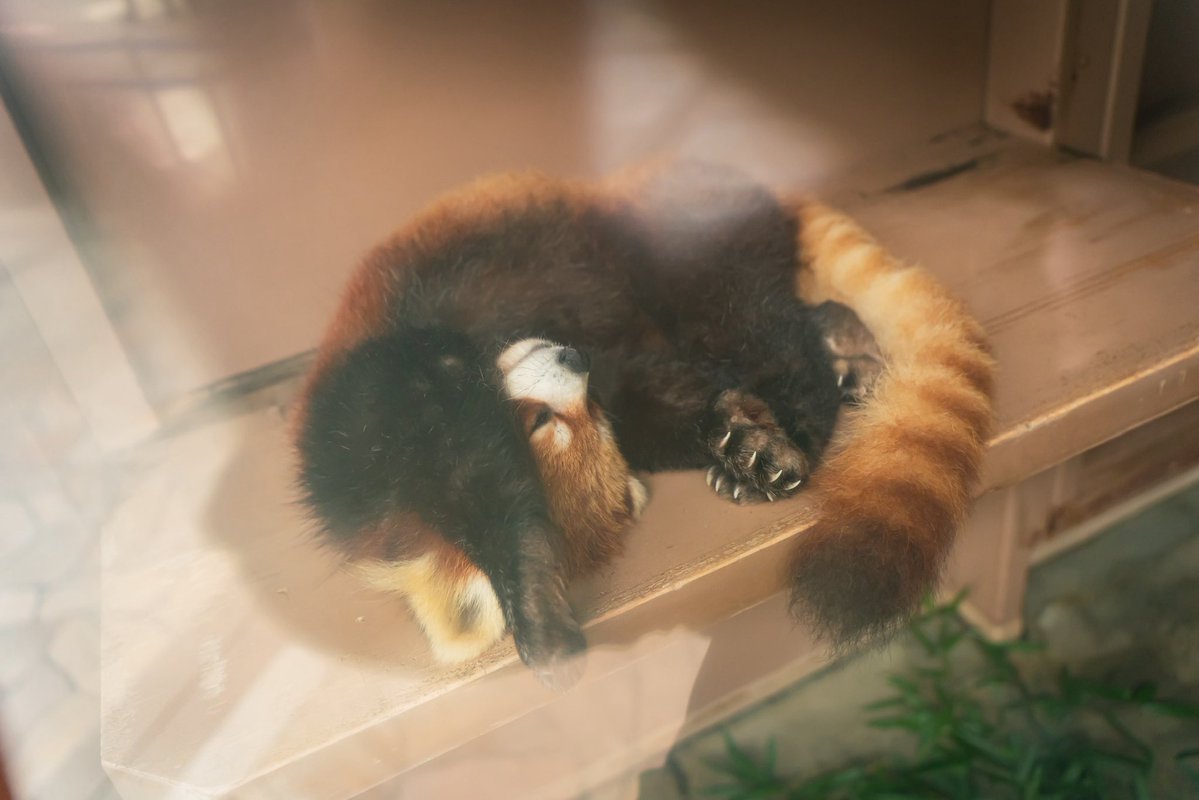 るん🐾 tweet media