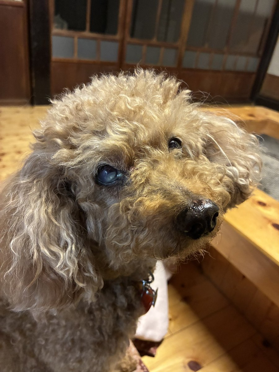 サメ子ちゃん_TAKUMAX#104 tweet media