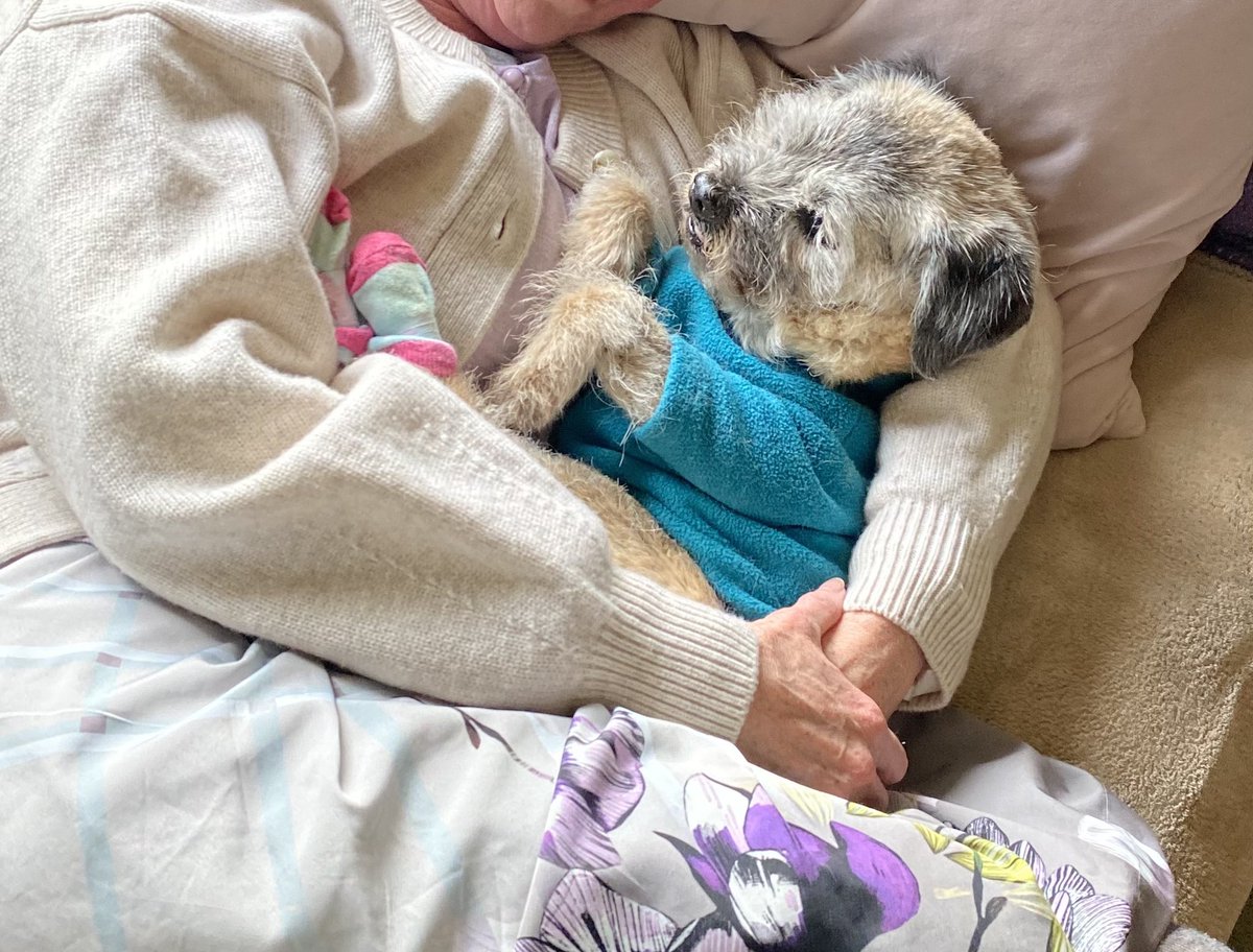 HeidiBT3 Lady caikey member of the house of woofs tweet media