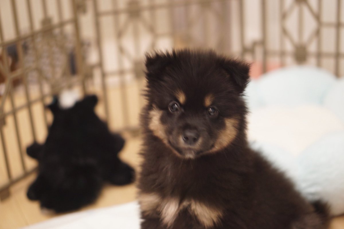 짜장대군 tweet media