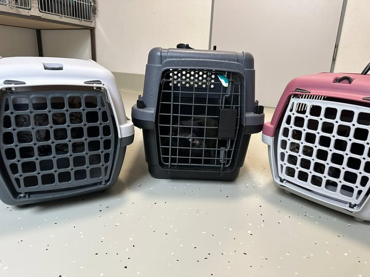 yolanda schultes tweet media