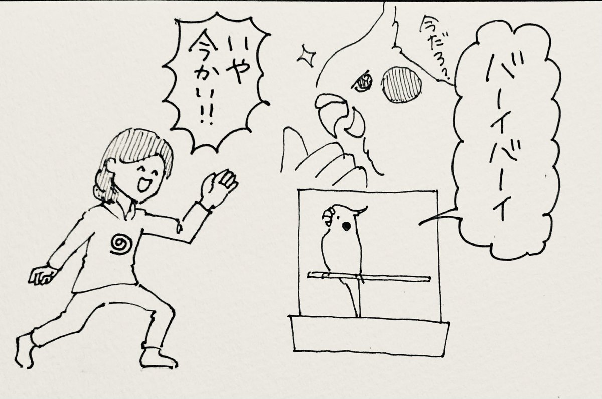 NORISAN鳥タロット新パッケージ発売！ tweet media