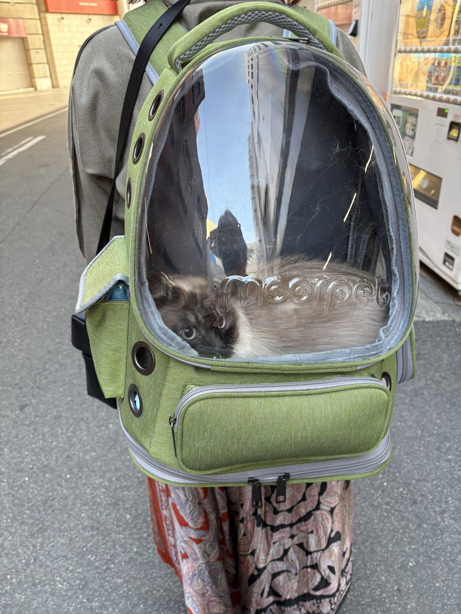 本日、ばーちゃんちのニャンコをしゃんぷうに連れて行くお手伝いです😆

#ネコ　#猫　#リュック