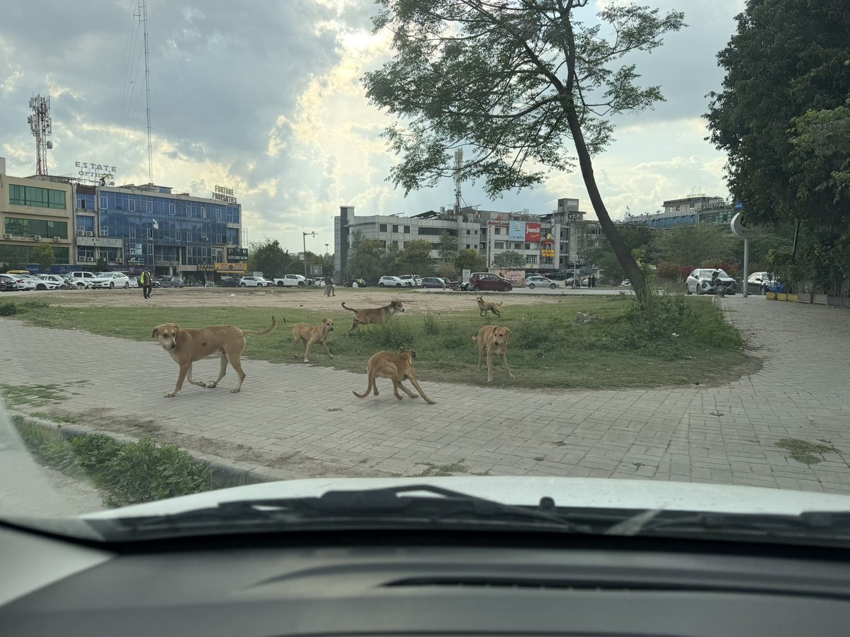 abdulqadeer29's tweet photo. Stray dog populations are on the rise in Islamabad, which may lead to an increase in dog bite cases. There is a need to establish dedicated centers to manage the population and carry out sterilization.
@CDAIslamabad https://t.co/ccIVr7aCUU