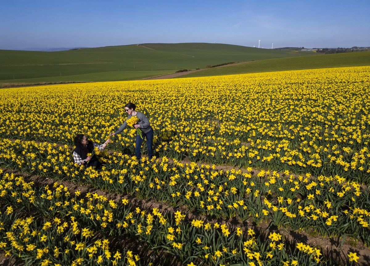 ARROWSMITH🏴󠁧󠁢󠁳󠁣󠁴󠁿 tweet media