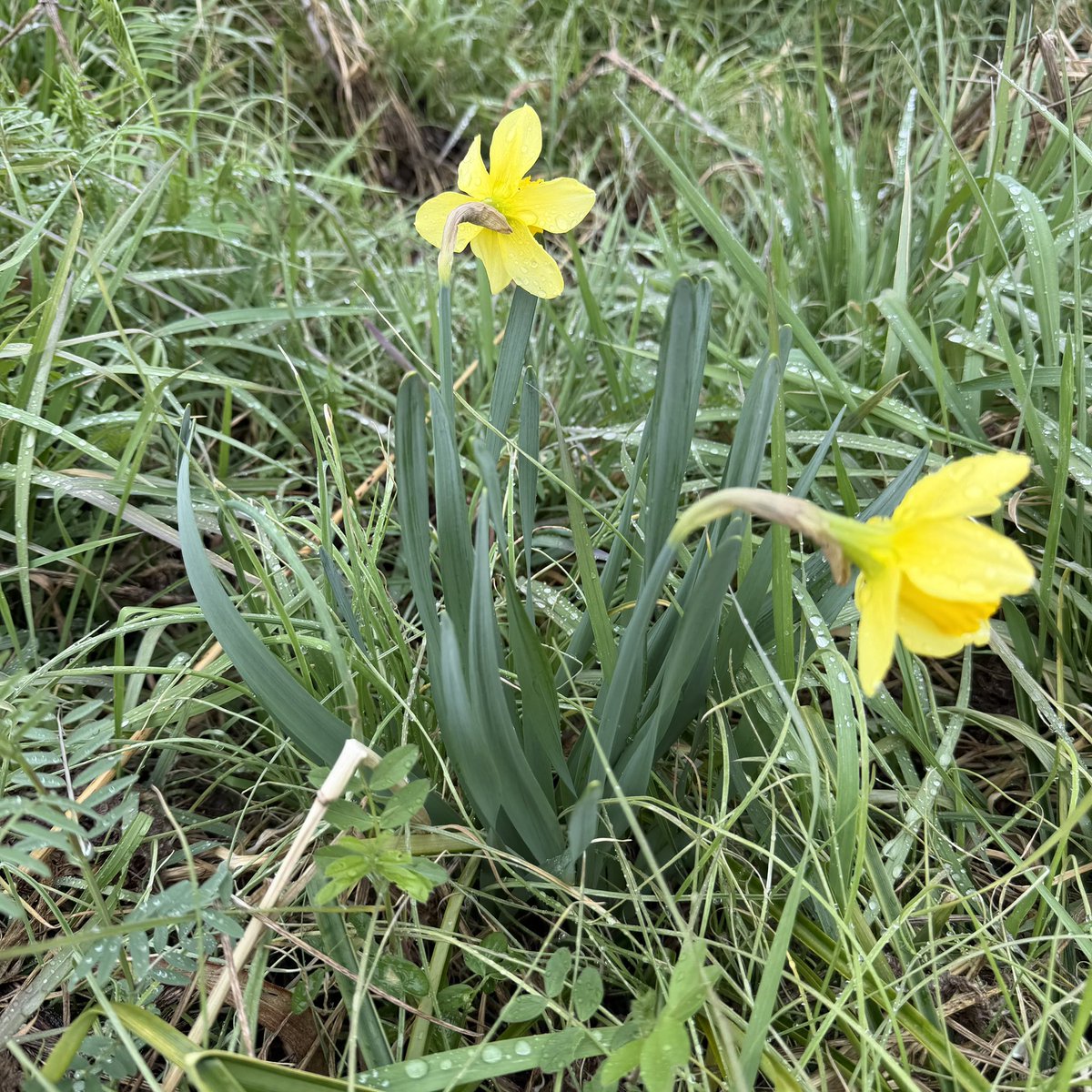 温かみのある手作業のスティーブ tweet media