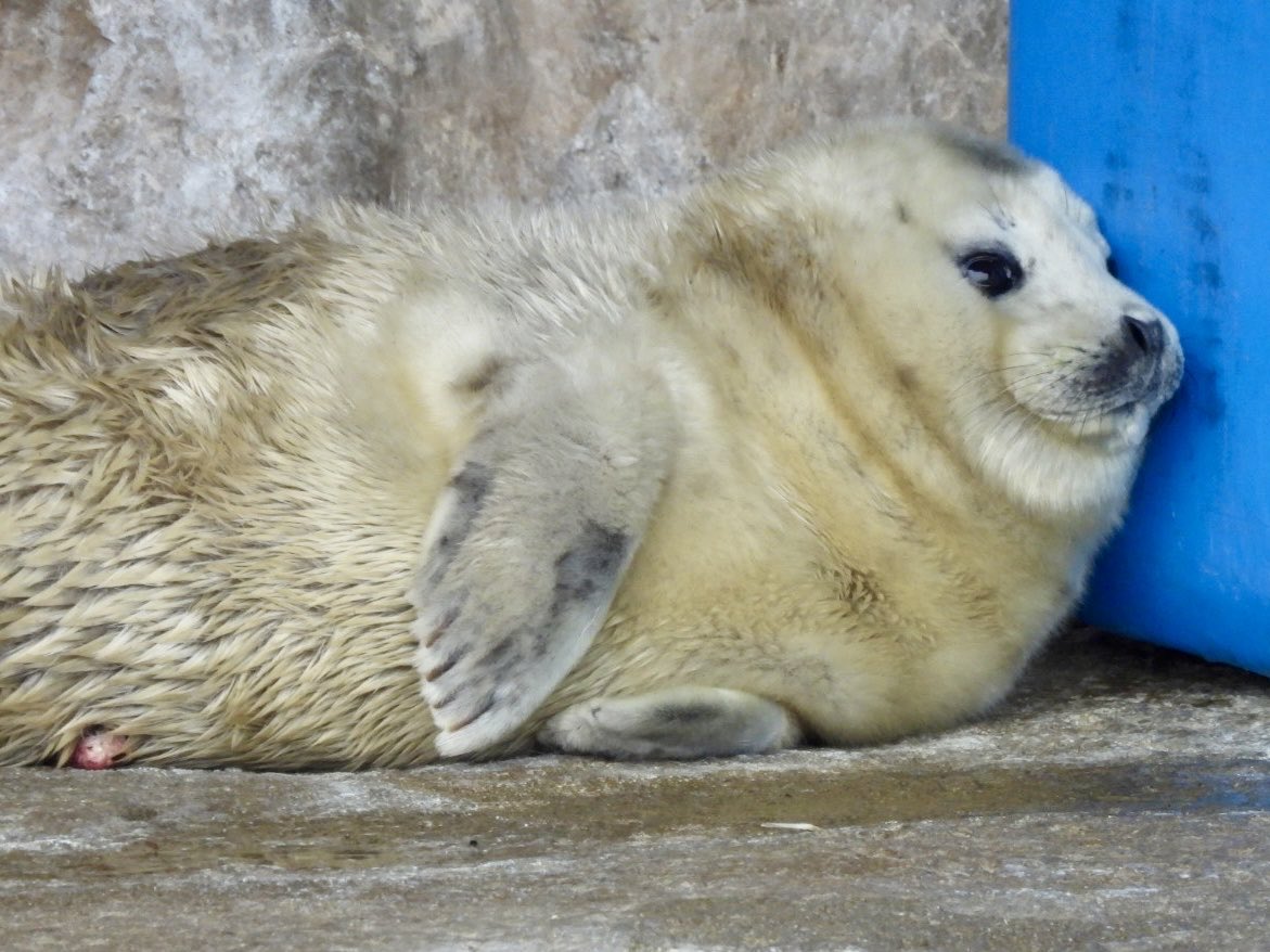 もふもふ tweet media